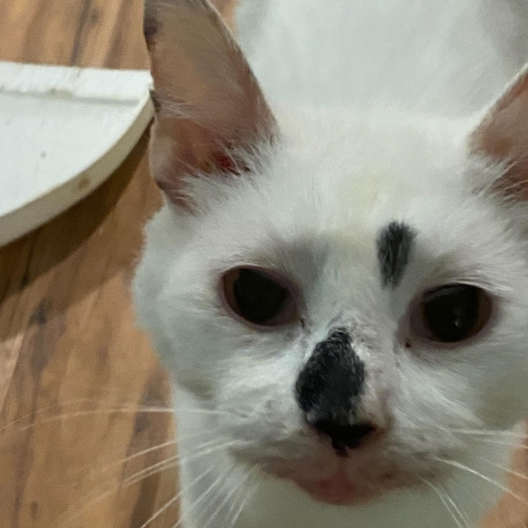 Meet your Posher, Catmam58 - Picture 10 of 16